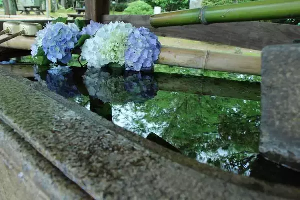 「京都のあじさいを巡る｜「真如堂」で1,000株のあじさいと新緑に癒される」の画像