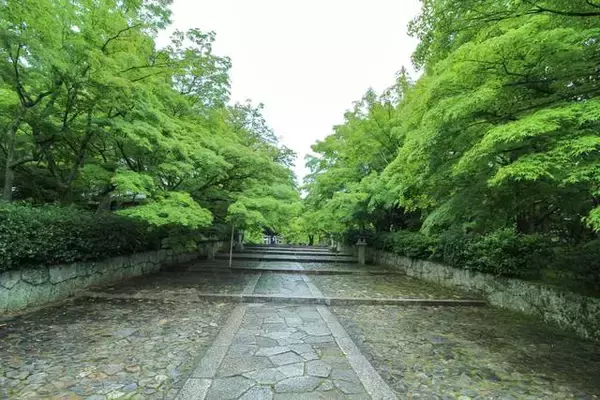 「京都のあじさいを巡る｜「真如堂」で1,000株のあじさいと新緑に癒される」の画像