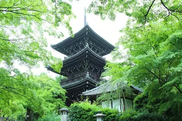 「京都のあじさいを巡る｜「真如堂」で1,000株のあじさいと新緑に癒される」の画像