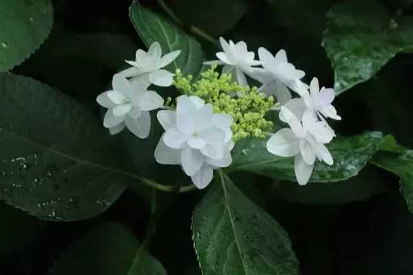 「京都のあじさいを巡る｜「真如堂」で1,000株のあじさいと新緑に癒される」の画像