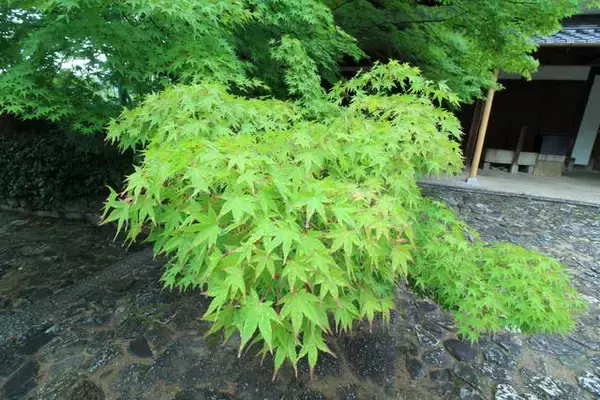 「京都のあじさいを巡る｜「真如堂」で1,000株のあじさいと新緑に癒される」の画像