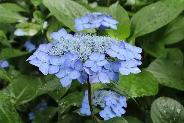 「京都のあじさいを巡る｜「真如堂」で1,000株のあじさいと新緑に癒される」の画像