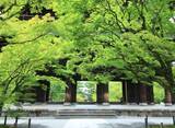「【南禅寺】夏はゆったりと青もみじに癒されました♪【京都フォトスポット巡り】」の画像4