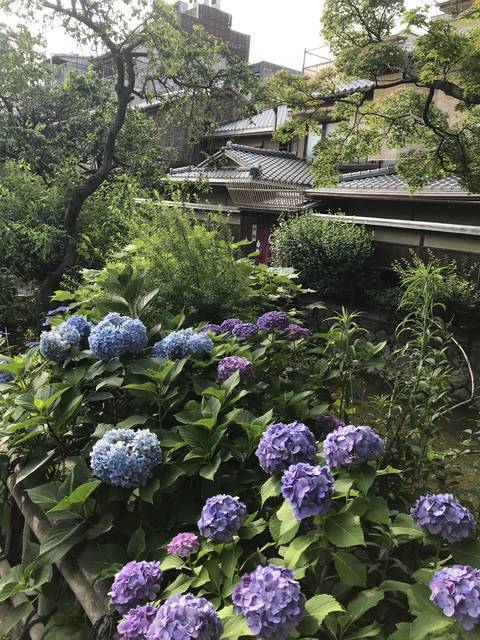 季節の花 京都屈指の観光名所 祇園白川に咲き誇る紫陽花 しっぽりと情緒漂うスポット 19年6月24日 エキサイトニュース