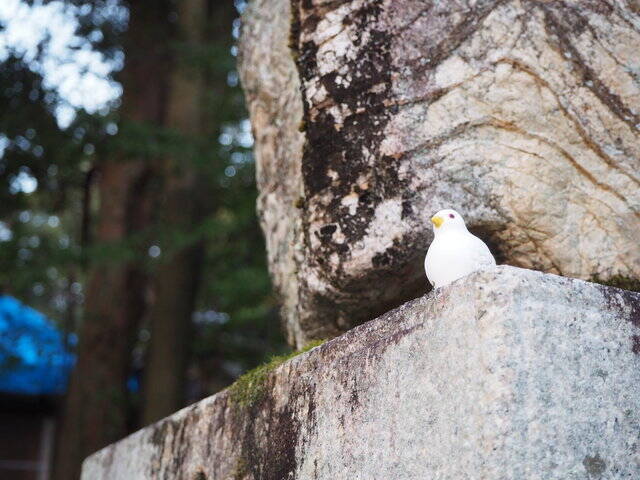 たくさんの可愛い鳩に出会える 三宅八幡宮 年12月3日 エキサイトニュース