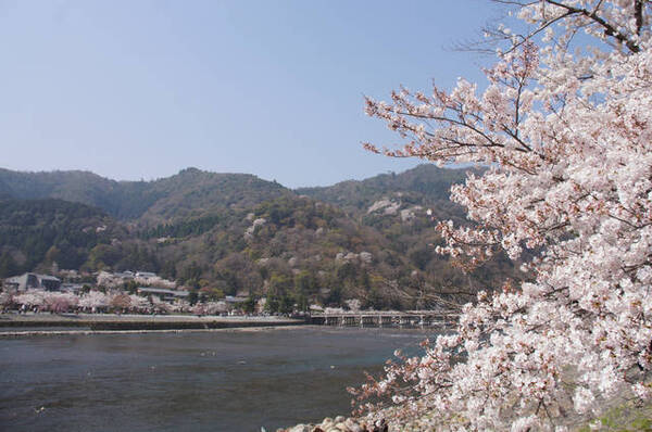 桜速報 京都の桜の名所 開花予想まとめ 今年は撮影のチャンス 年 年3月14日 エキサイトニュース