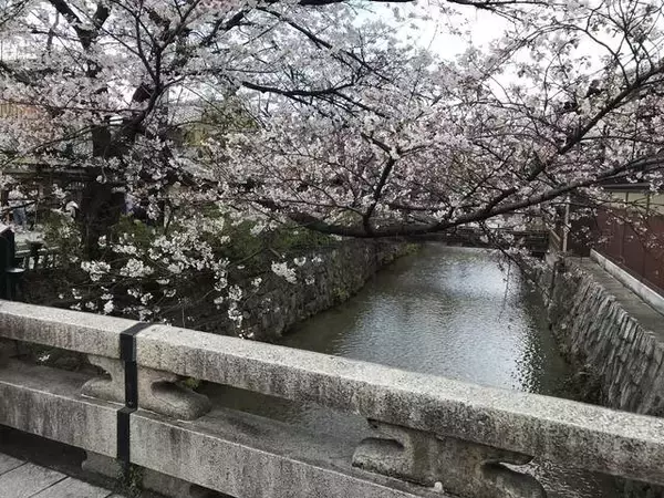 「【京都ぶらり】人気観光スポット祇園白川の石橋☆四季折々の彩り見せる「大和橋」」の画像