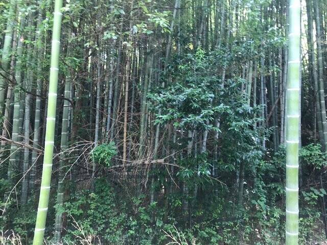 【京都ぶらり】住宅街に濠跡も残る京都府南部最大級の前方後円墳「二子塚古墳」