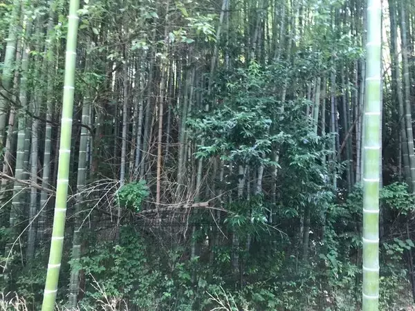 「【京都ぶらり】住宅街に濠跡も残る京都府南部最大級の前方後円墳「二子塚古墳」」の画像