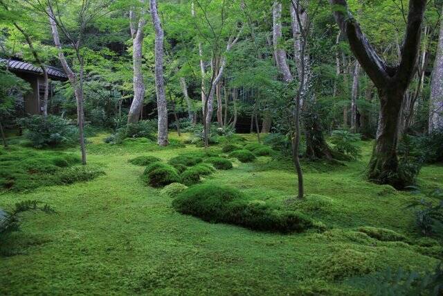 【嵐山嵯峨野】美しい緑の庭園とアサギマダラに癒される「祇王寺」【京都庭園めぐり】