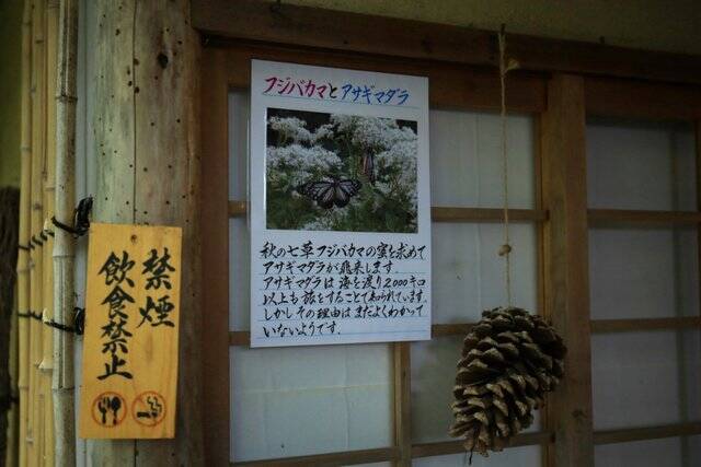 【嵐山嵯峨野】美しい緑の庭園とアサギマダラに癒される「祇王寺」【京都庭園めぐり】