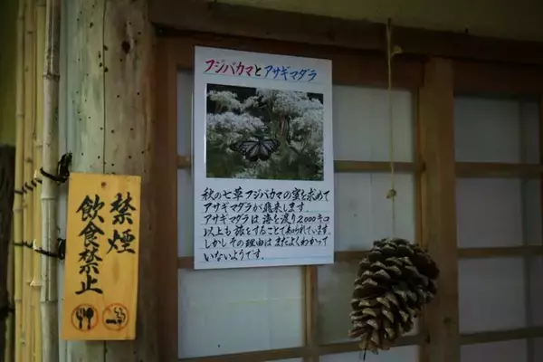「【嵐山嵯峨野】美しい緑の庭園とアサギマダラに癒される「祇王寺」【京都庭園めぐり】」の画像