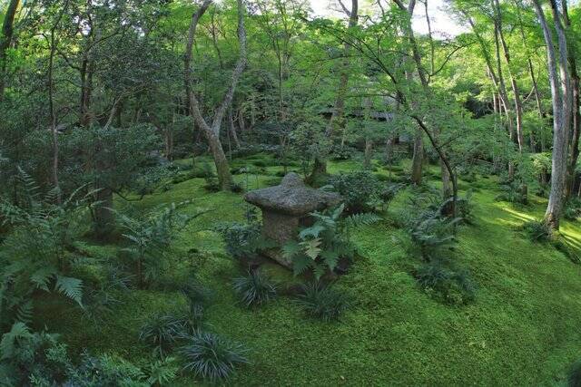 【嵐山嵯峨野】美しい緑の庭園とアサギマダラに癒される「祇王寺」【京都庭園めぐり】