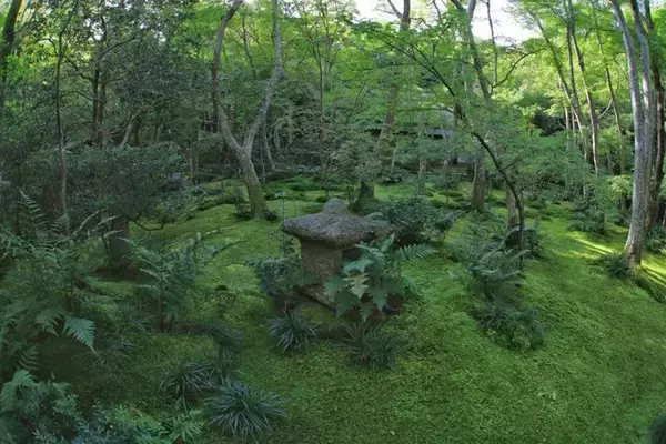 「【嵐山嵯峨野】美しい緑の庭園とアサギマダラに癒される「祇王寺」【京都庭園めぐり】」の画像