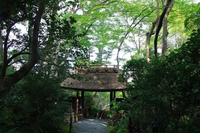 【嵐山嵯峨野】美しい緑の庭園とアサギマダラに癒される「祇王寺」【京都庭園めぐり】