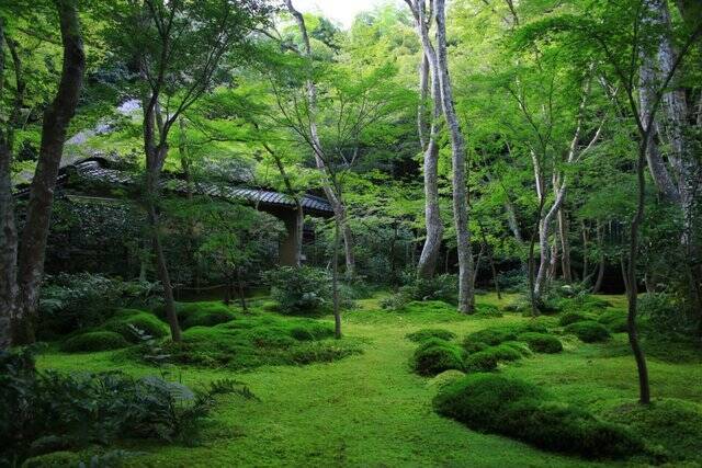【嵐山嵯峨野】美しい緑の庭園とアサギマダラに癒される「祇王寺」【京都庭園めぐり】
