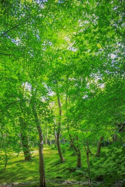 【嵐山嵯峨野】美しい緑の庭園とアサギマダラに癒される「祇王寺」【京都庭園めぐり】