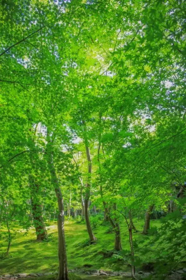 「【嵐山嵯峨野】美しい緑の庭園とアサギマダラに癒される「祇王寺」【京都庭園めぐり】」の画像