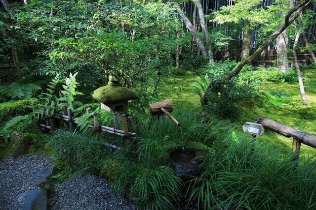 【嵐山嵯峨野】美しい緑の庭園とアサギマダラに癒される「祇王寺」【京都庭園めぐり】