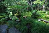 「【嵐山嵯峨野】美しい緑の庭園とアサギマダラに癒される「祇王寺」【京都庭園めぐり】」の画像7