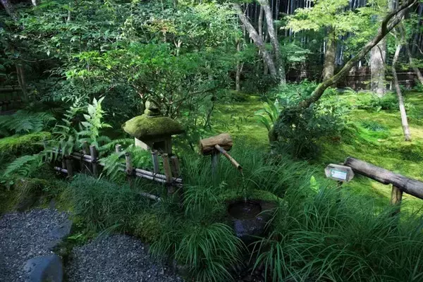「【嵐山嵯峨野】美しい緑の庭園とアサギマダラに癒される「祇王寺」【京都庭園めぐり】」の画像