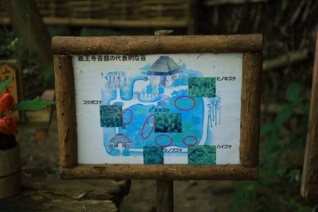 【嵐山嵯峨野】美しい緑の庭園とアサギマダラに癒される「祇王寺」【京都庭園めぐり】