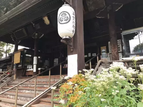 「【京都の花】毎年恒例『藤袴祭』一部開催☆銭湯では今月26日藤袴湯も「革堂行願寺」」の画像