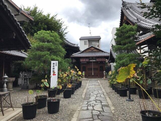 【京都の花】毎年恒例『藤袴祭』一部開催☆銭湯では今月26日藤袴湯も「革堂行願寺」