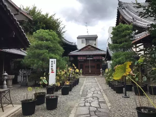 「【京都の花】毎年恒例『藤袴祭』一部開催☆銭湯では今月26日藤袴湯も「革堂行願寺」」の画像