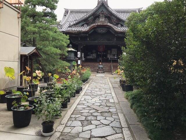 【京都の花】毎年恒例『藤袴祭』一部開催☆銭湯では今月26日藤袴湯も「革堂行願寺」