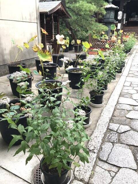 【京都の花】毎年恒例『藤袴祭』一部開催☆銭湯では今月26日藤袴湯も「革堂行願寺」