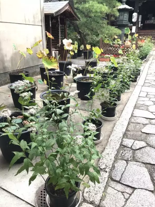 「【京都の花】毎年恒例『藤袴祭』一部開催☆銭湯では今月26日藤袴湯も「革堂行願寺」」の画像