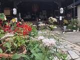 「【京都の花】毎年恒例『藤袴祭』一部開催☆銭湯では今月26日藤袴湯も「革堂行願寺」」の画像6