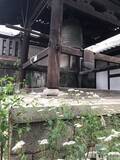「【京都の花】毎年恒例『藤袴祭』一部開催☆銭湯では今月26日藤袴湯も「革堂行願寺」」の画像22