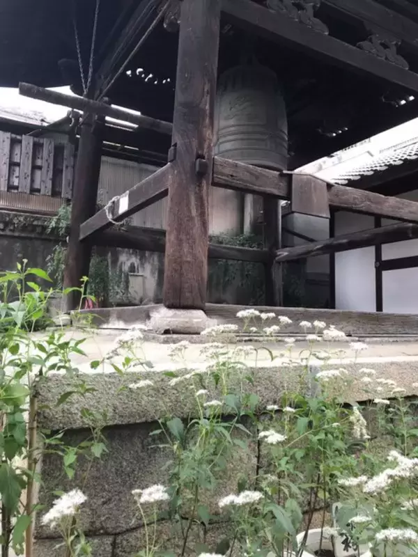 「【京都の花】毎年恒例『藤袴祭』一部開催☆銭湯では今月26日藤袴湯も「革堂行願寺」」の画像