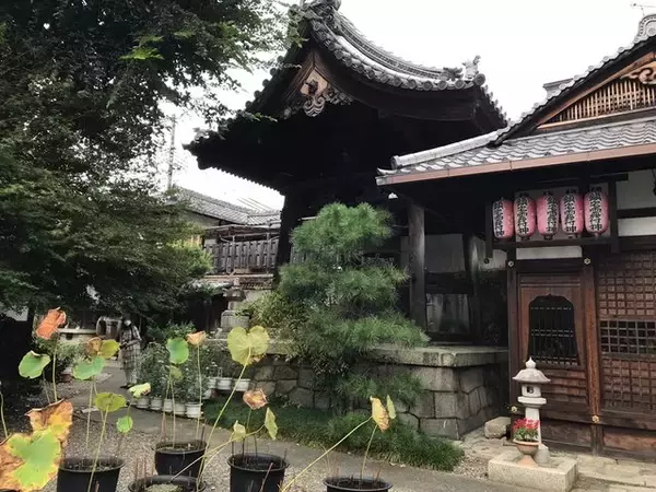 「【京都の花】毎年恒例『藤袴祭』一部開催☆銭湯では今月26日藤袴湯も「革堂行願寺」」の画像