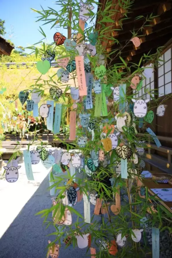 「【癒し】花手水や七夕飾りに癒される「上賀茂神社」【京の七夕】」の画像