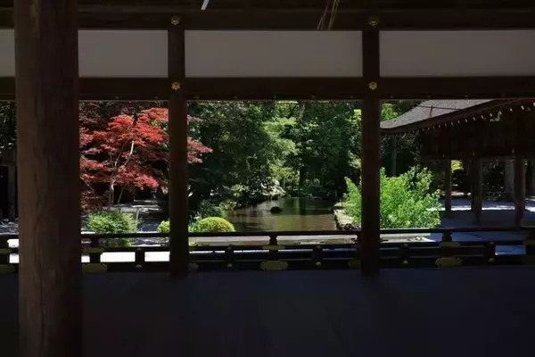 「【癒し】花手水や七夕飾りに癒される「上賀茂神社」【京の七夕】」の画像