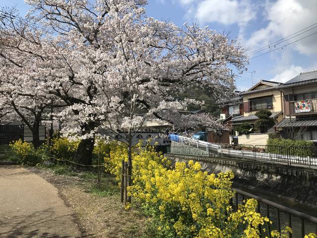 京都桜情報 まさに春の絶景展開中 桜と菜の花のコラボ 洛東エリア 山科疏水 年4月2日 エキサイトニュース