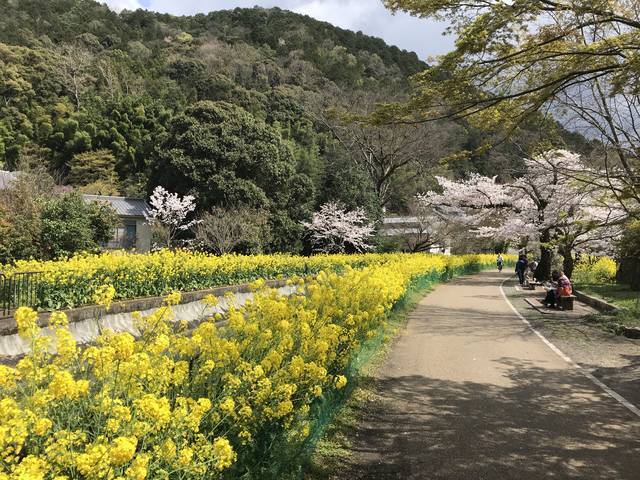 京都桜情報 まさに春の絶景展開中 桜と菜の花のコラボ 洛東エリア 山科疏水 年4月2日 エキサイトニュース