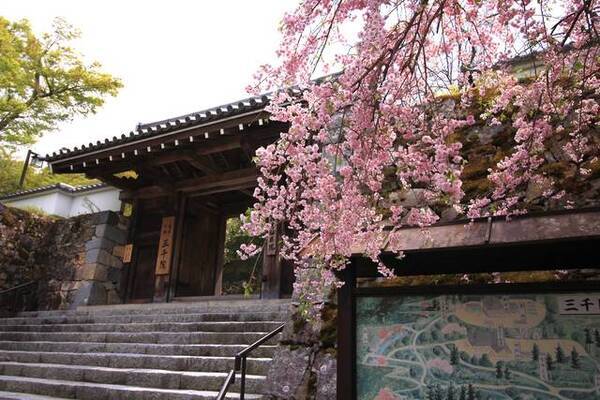 春の京都 大原三千院 の春 シャクナゲの名所 19年4月28日 エキサイトニュース