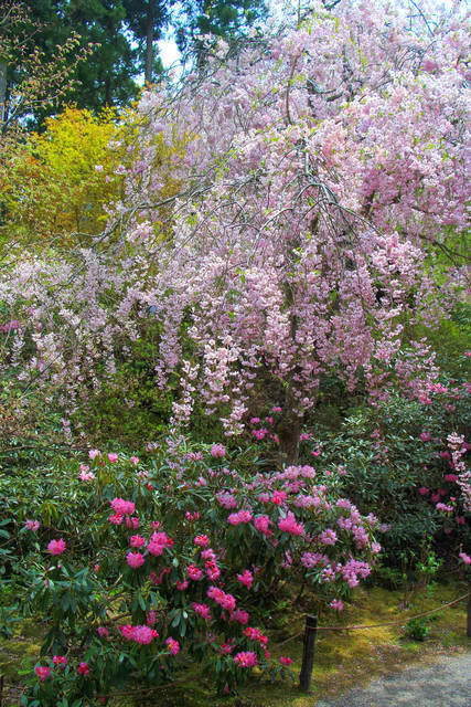 とっておきの京都の桜 大原ver 洛中で見逃した方は 大原の遅咲き桜を 年3月10日 エキサイトニュース