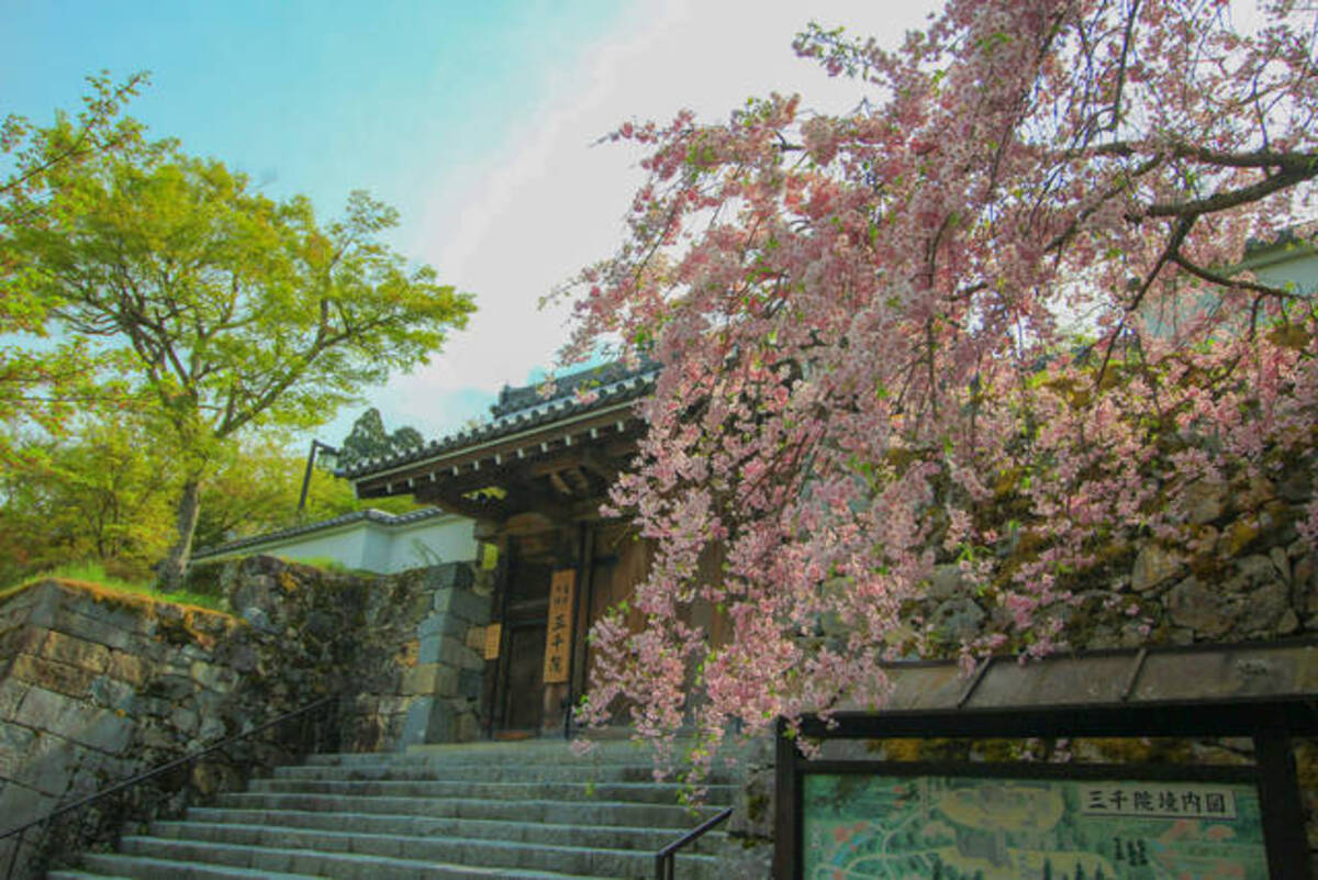 とっておきの京都の桜 大原ver 洛中で見逃した方は 大原の遅咲き桜を 年3月10日 エキサイトニュース とっておきの京都の桜 大原ver 洛中で見逃した方は 大原の遅咲き桜を 年3月10日 エキサイトニュース