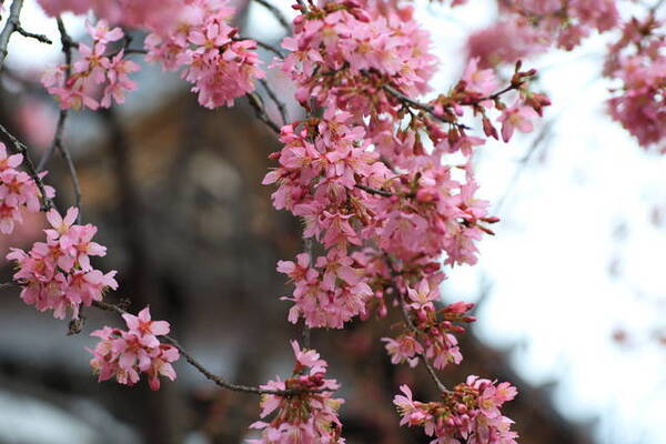 早春に咲く小さい花の可愛い桜 長徳寺おかめ桜 京都花めぐり 年3月8日 エキサイトニュース