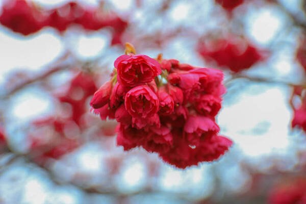早春に咲く小さい花の可愛い桜 長徳寺おかめ桜 京都花めぐり 年3月8日 エキサイトニュース