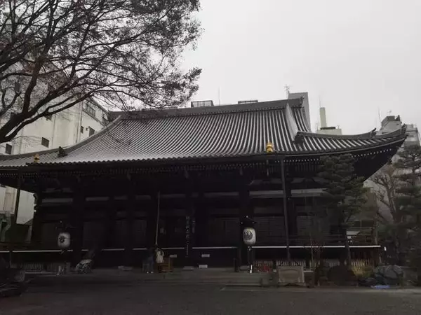 「【保存版】京都厳選の名木！有名大学シンボルツリーから神社仏閣ご神木まで【７スポット】」の画像