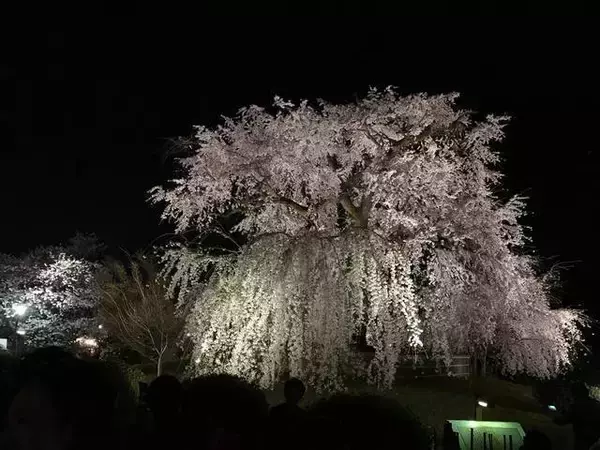 「【保存版】京都厳選の名木！有名大学シンボルツリーから神社仏閣ご神木まで【７スポット】」の画像