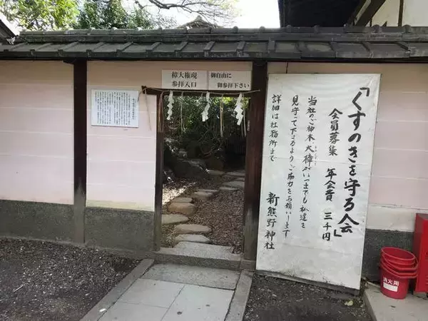 「【保存版】京都厳選の名木！有名大学シンボルツリーから神社仏閣ご神木まで【７スポット】」の画像