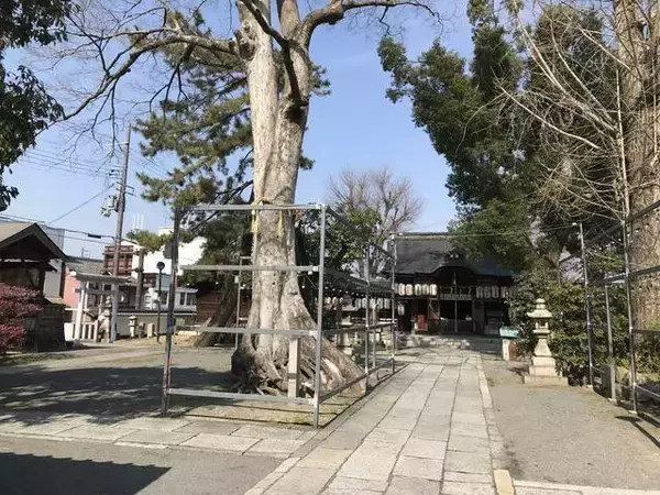 「【保存版】京都厳選の名木！有名大学シンボルツリーから神社仏閣ご神木まで【７スポット】」の画像