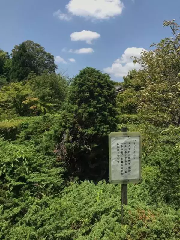 「【保存版】京都厳選の名木！有名大学シンボルツリーから神社仏閣ご神木まで【７スポット】」の画像